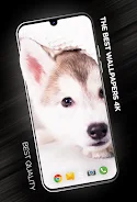 Puppies Wallpapers in 4K 스크린샷 1