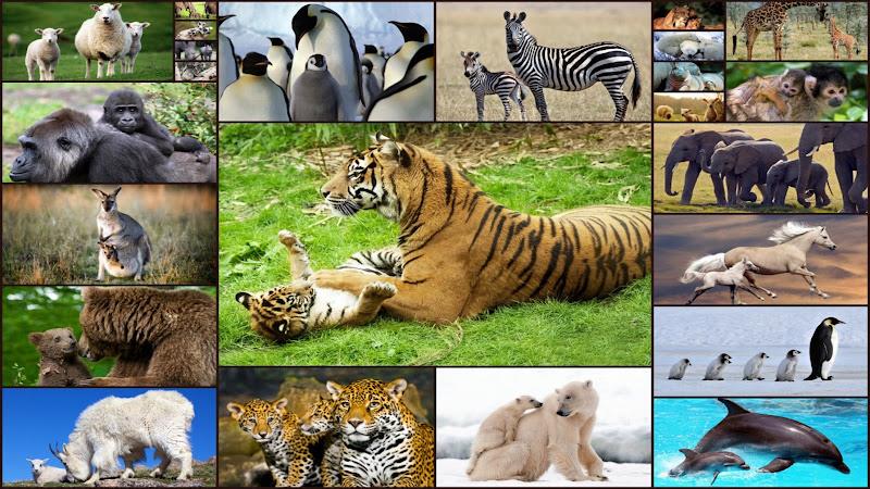 Baby Animal Jigsaw Puzzles Ảnh chụp màn hình 1