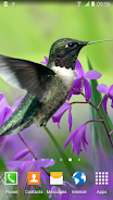 Hummingbirds Live Wallpaper Screenshot 2