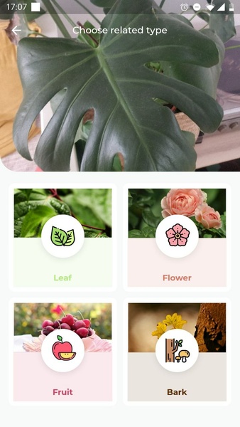 LeafSnap Plant Identification 스크린샷 2