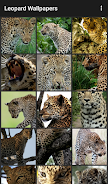 Leopard Wallpapers Captura de pantalla 2