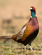 Pheasant sounds應用截圖第1張