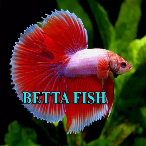 Betta Fish Gallery Screenshot 3