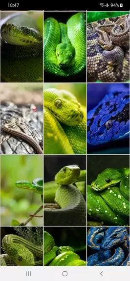 Snake Wallpapers Schermafbeelding 4