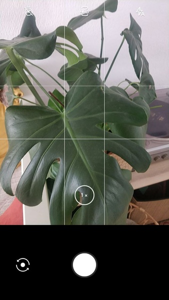 LeafSnap Schermafbeelding 1