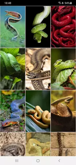 Snake Wallpapers Schermafbeelding 2