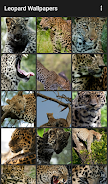 Leopard Wallpapers Captura de pantalla 1