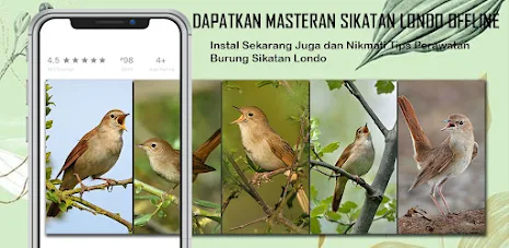 Masteran Sikatan Londo Offline Tangkapan skrin 2